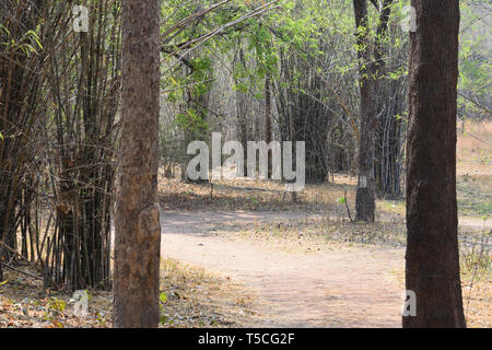 Sentier de forêt par Tadoba Wildlife Sanctuary en Inde Banque D'Images