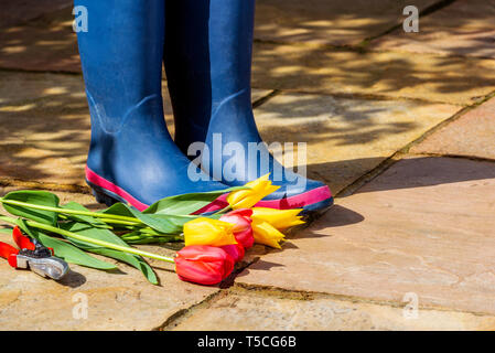 Paire de bottes bleu sur un patio en pierre. Mesdames des bottes de pluie. Les fleurs du printemps, les tulipes jaunes et rouges, avec des sécateurs. Banque D'Images