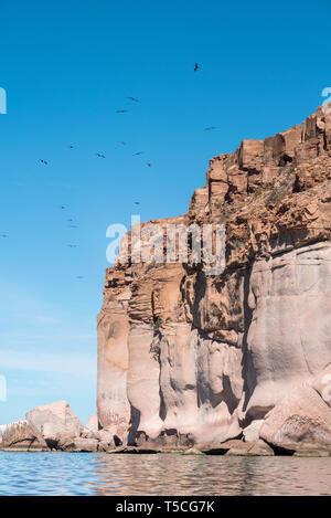 Frigatebirds magnifique, l'île d'Espiritu Santo, Baja California Sur, au Mexique. Banque D'Images