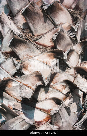 La texture de l'écorce de palmier. Contexte minimaliste naturelles. Close-up Banque D'Images