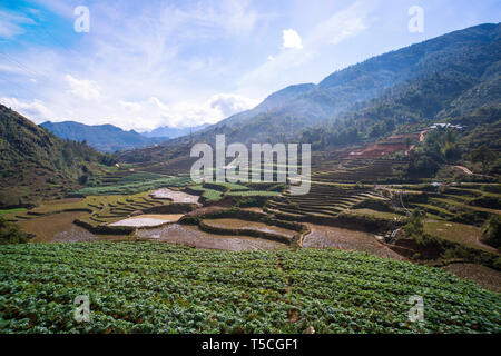 Sapa, Vietnam. Le Parc National de Hoang Lien. La fin de l'hiver, début du printemps. Sur les terrasses de riz de montagne Banque D'Images