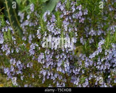 Romarin Rosmarinus officinalis en fleurs jardin Norfolk Banque D'Images