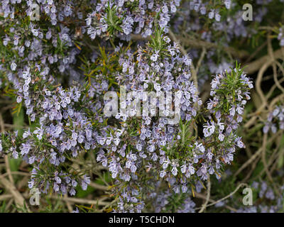 Romarin Rosmarinus officinalis en fleurs jardin Norfolk Banque D'Images