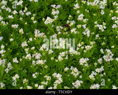 Le Galium odoratum Sweet Woodruff en fleurs jardin Norfolk Banque D'Images