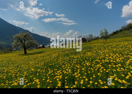 Champ de pissenlit jaune et ancienne ferme sur les rives du lac Zugersee dans les Alpes Suisse centrale près de Arth Goldau Banque D'Images