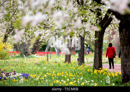 Berlin, Allemagne. Apr 23, 2019. Une femme va faire une promenade dans le jardin en fleurs Britzer. Credit : Christoph Soeder/dpa/Alamy Live News Banque D'Images