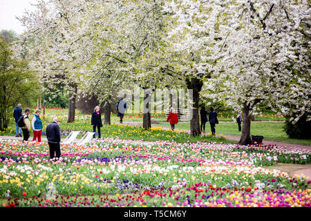 Berlin, Allemagne. Apr 23, 2019. Les marcheurs peuvent être vu dans le jardin en fleurs Britzer. Credit : Christoph Soeder/dpa/Alamy Live News Banque D'Images
