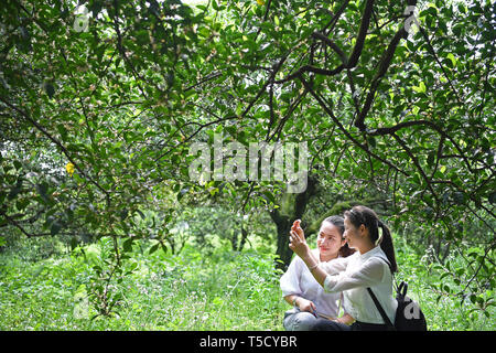 Nanfeng, province de Jiangxi en Chine. Apr 23, 2019. Les touristes de prendre des photos dans un orange orchard à Yangmei Village de Nanfeng, comté de la Province de Chine orientale, le 23 avril 2019. Nanfeng County a développé le tourisme en créant plus de 30 11 667 hectares de vergers d'orange comme un moyen d'attirer les touristes. Credit : Wan Xiang/Xinhua/Alamy Live News Banque D'Images