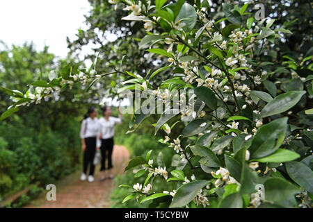 Nanfeng, province de Jiangxi en Chine. Apr 23, 2019. Les touristes voir les fleurs dans un orange orchard à Yangmei Village de Nanfeng, comté de la Province de Chine orientale, le 23 avril 2019. Nanfeng County a développé le tourisme en créant plus de 30 11 667 hectares de vergers d'orange comme un moyen d'attirer les touristes. Credit : Wan Xiang/Xinhua/Alamy Live News Banque D'Images