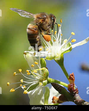 Berlin, Allemagne. Apr 24, 2019. Une abeille se repose sur une fleur d'un prunier, recueille le nectar et le pollen qui distribue recueille sur ses pattes. Les abeilles et autres insectes sont essentiels pour satisfaire la soif de la population mondiale croissante parce que, malgré les progrès technologiques, l'agriculture dépend des pollinisateurs. Les monocultures, les parasites et les méfaits des pesticides les animaux. Les chercheurs tentent d'arrêter le déclin mondial des abeilles. Credit : Wolfgang Kumm/dpa/Alamy Live News Banque D'Images