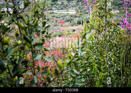 Il s'agit d'une capture de quelques fleurs prises au printemps 2019 au Liban et vous pouvez voir les belles couleurs et détails Banque D'Images