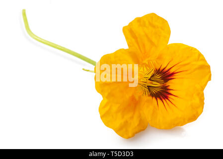 Feuille verte avec des fleurs de capucines isolé sur fond blanc. Banque D'Images