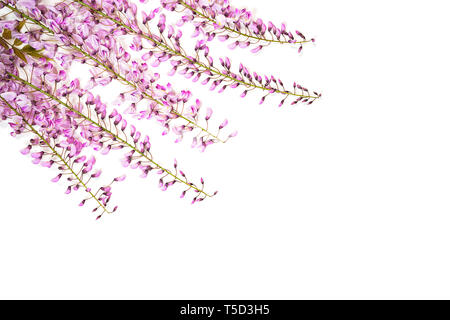 Les fleurs de glycine violet sur fond blanc. Banque D'Images