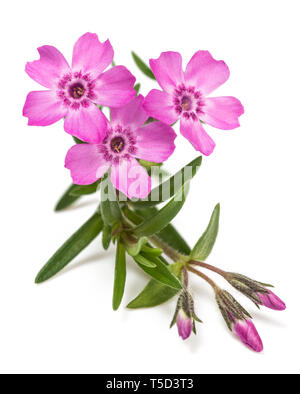 Creeping phlox (Phlox subulata) opn isolé sur fond blanc Banque D'Images
