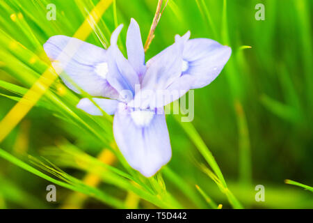 Il s'agit d'une capture de quelques fleurs prises au printemps 2019 au Liban et vous pouvez voir les belles couleurs et détails Banque D'Images