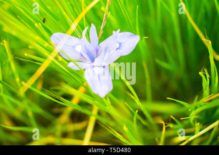 Il s'agit d'une capture de quelques fleurs prises au printemps 2019 au Liban et vous pouvez voir les belles couleurs et détails Banque D'Images