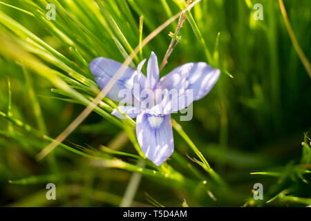 Il s'agit d'une capture de quelques fleurs prises au printemps 2019 au Liban et vous pouvez voir les belles couleurs et détails Banque D'Images