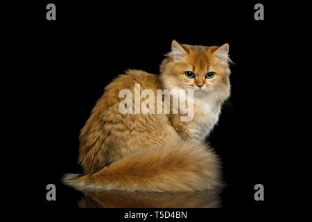 Chat rouge en colère avec queue poilu adorable, en colère à la recherche de retour sur fond noir isolé Banque D'Images