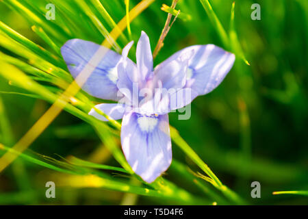 Il s'agit d'une capture de quelques fleurs prises au printemps 2019 au Liban et vous pouvez voir les belles couleurs et détails Banque D'Images