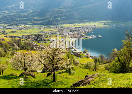 Le village de montagne idyllique de Arth sur le lac de Zoug, en Suisse centrale, sur une belle journée de printemps avec la floraison des arbres et des fleurs Banque D'Images