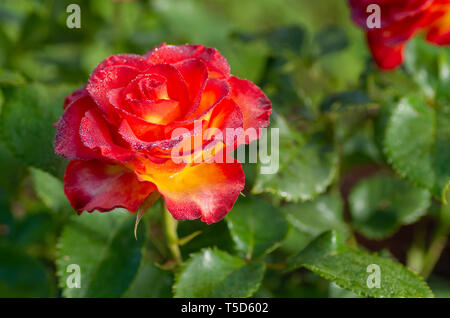 Un plateau/bouilloire et d'un saut-de-roses hybrides de fleurs préférées. Très belle rose avec des gouttes de rosée. Close-up. Banque D'Images