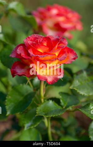 Un plateau/bouilloire et d'un saut-de-roses hybrides de fleurs préférées. Très belle rose avec des gouttes de rosée. Close-up. Banque D'Images