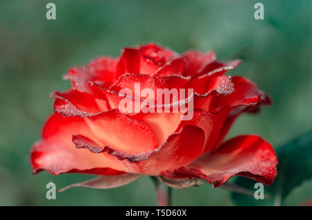 Un plateau/bouilloire et d'un saut-de-roses hybrides de fleurs préférées. Très belle rose avec des gouttes de rosée. Close-up. Banque D'Images