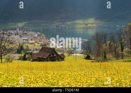 Le village de montagne idyllique de Arth sur le lac de Zoug, en Suisse centrale, sur une belle journée de printemps avec la floraison des arbres et des fleurs Banque D'Images