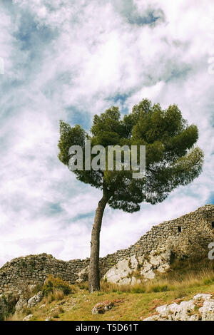 Lonely tree dans la citadelle de Berat Banque D'Images