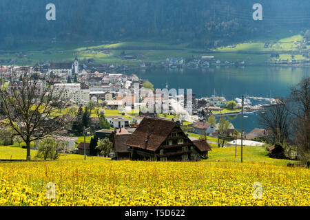 Le village de montagne idyllique de Arth sur le lac de Zoug, en Suisse centrale, sur une belle journée de printemps avec la floraison des arbres et des fleurs Banque D'Images