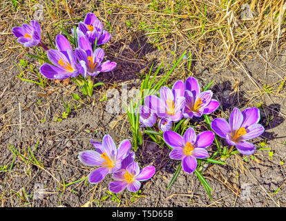 Début du printemps mauve avec des fleurs sauvages blancs crocus sur pré. Plante en fleurs de printemps doux de famille - début printemps floral background. Banque D'Images