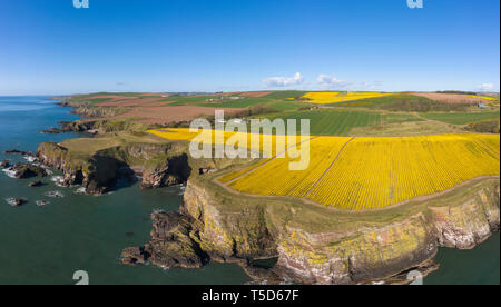 Vue aérienne d'un champ de jonquilles au sommet d'une falaise par la vieille église de Kinneff, Aberdeenshire, Écosse. Banque D'Images