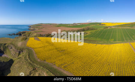 Vue aérienne d'un champ de jonquilles au sommet d'une falaise par la vieille église de Kinneff, Aberdeenshire, Écosse. Banque D'Images