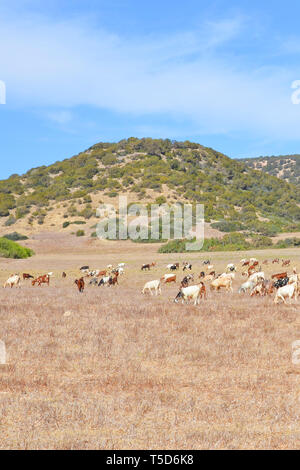 Une campagne magnifique paysage avec troupeau de chèvres paissant sur terrain sec à proximité de petites collines prises sur une journée ensoleillée. Photo à partir de la péninsule de Karpas situé dans la partie turque de Chypre. Banque D'Images