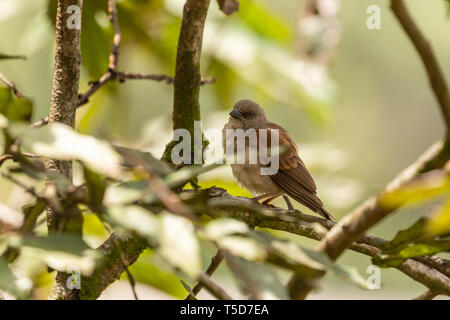 Petit oiseau de cacher le soleil de midi dans un buisson, le Nigéria plateau Obudu Banque D'Images