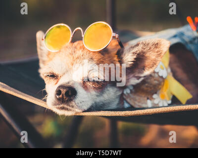 Chihuahua portant des lunettes de soleil et chapeau de paille se trouve dans un hamac un peu ouvert les yeux près d'une plage en profitant du soleil. Vêtue d'un chien à la mode denim Banque D'Images