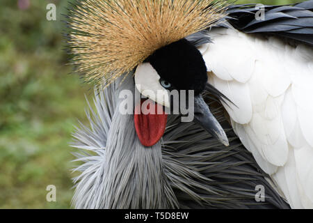 Visage d'un sud de grues couronnées (balearica regulorum) d'oiseaux Banque D'Images