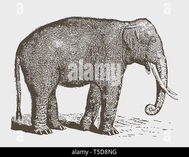 Disparition de l'éléphant indien (Elephas maximus indicus) bull en vue de côté. Après une gravure d'illustration historique du 19ème siècle Illustration de Vecteur