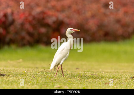 Héron garde-boeuf dans le parc du millénaire, Abuja Banque D'Images