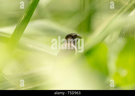 finch noir et blanc se cachant dans la longue herbe Banque D'Images