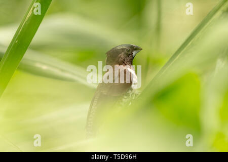 finch noir et blanc se cachant dans la longue herbe Banque D'Images