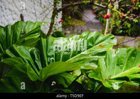 Close-up of big green feuille humide après la pluie. La nature tropicale sur l'île des Seychelles. Banque D'Images