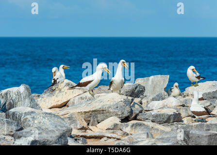 Un groupe de fous de Nazca adultes (Sula granti) avec un poussin sur une falaise de l'île Espanola, parc national des Galapagos, Equateur. Banque D'Images