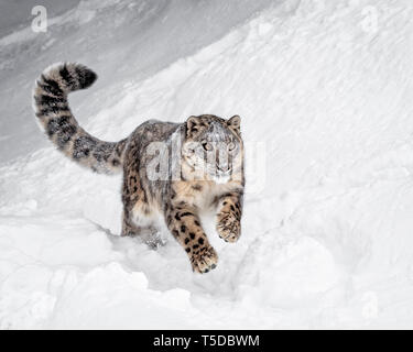 Le léopard des neiges est un grand chat des chaînes de montagnes d'Asie centrale et du Sud dans les zones alpines à une altitude de 10 000 à 15 000 pieds. Banque D'Images