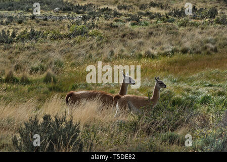 Guanacos (Lama guanicoe), NP Torres del Paine, Chili