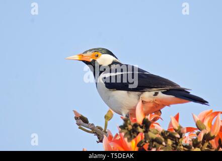 Asian Pied Starling / Pied Myna sur flame-de-la forêt Banque D'Images