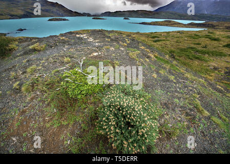 Le lac Pehoe, Torres del Paine, Chili NP Banque D'Images