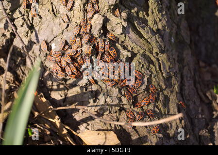 Firebugs à une tige de l'arbre Banque D'Images