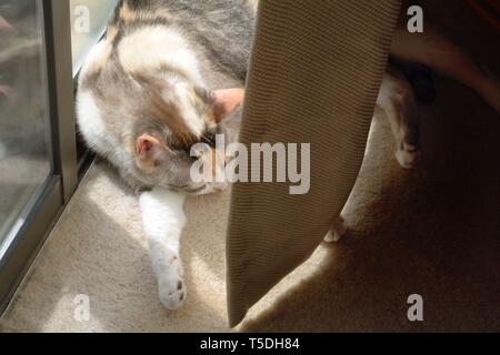 Piscine chat calico et dormir au soleil dans la chaleur du soleil à côté du rideau derrière des portes coulissantes en verre Banque D'Images