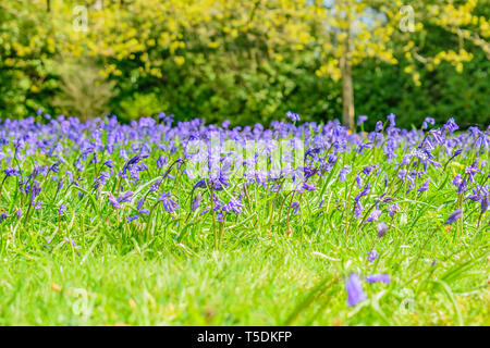 Bluebells couvrir le sol à Pâques dans un jardin de campagne anglaise Banque D'Images